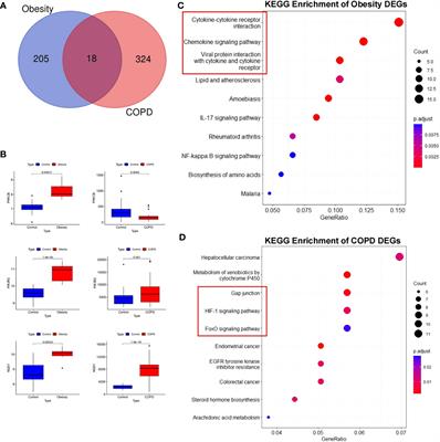 Adipocyte dysfunction promotes lung inflammation and aberrant repair: a potential target of COPD